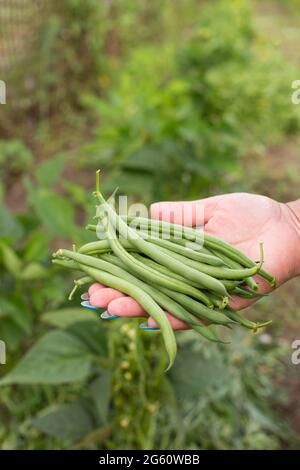 Ernte von grünen Bohnen, Bio-Methode wächst in der Hand Nahaufnahme. Stockfoto