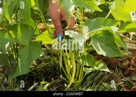 Hand pflücken lange gelbe Bohnen aus einer Pflanze, aus der Nähe. Stockfoto
