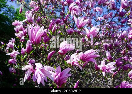 Lila Magnolien und Blütenknospen blühen im Frühling. Magnolia liliflora. Rosa Blüten auf dem Ast. Bloossom Hintergrund. Stockfoto