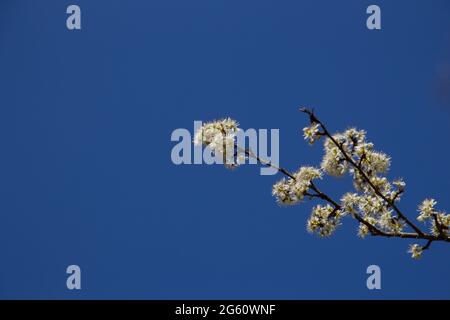 Zweig mit weißen Schlehdornblüten am blauen Himmel, auch prunus spinosa oder schlehdorn genannt Stockfoto