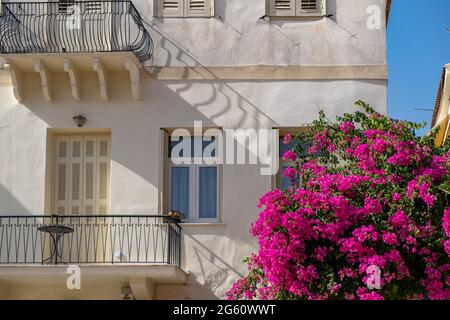 Blühende Bougainvillea-Pflanze, rot-magentafarbene Blüten, die auf einer neoklassizistischen Gebäudefassade klettern. Nafplio oder Nafplion Stadt, Griechenland, Altstadt. Sommer Stockfoto