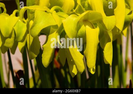 Nahaufnahme der Blüte einer gelben Kannenpflanze, auch Sarracenia flava oder Gelbe Schlauchpflanze genannt Stockfoto