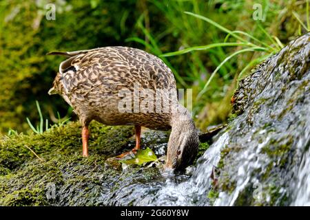 Frankreich, Doubs, Fauna, Vogel, Fortpflanzung, Stockente (Anas platyrhynchos), Weibchen Stockfoto