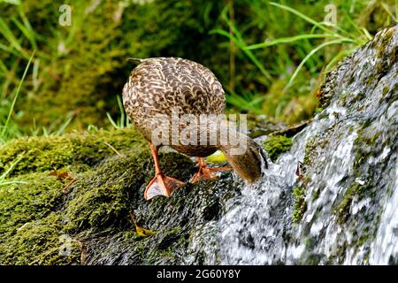 Frankreich, Doubs, Fauna, Vogel, Fortpflanzung, Stockente (Anas platyrhynchos), Weibchen Stockfoto