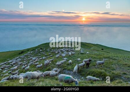 Frankreich, Pas de Calais, Cote d'Opale, Parc naturel regional des Caps et Marais d'Opale, Boulogne Schafe auf dem Cap Blanc Nez und und Sea &#x200b;&#x200b;Nebelphänomen Stockfoto