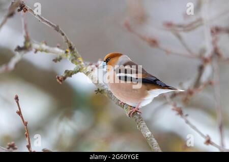 Frankreich, Bas Rhin, Obernai, Gros bec casse noyaux (Coccothraustes coccothraustes), erwachsenes Männchen, das im Winter mit Schnee in einem Kirschbaum posiert Stockfoto