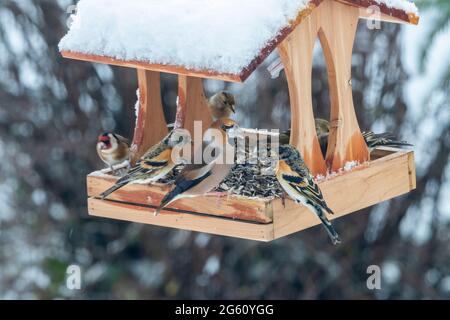 Frankreich, Bas Rhin, Obernai, Gros bec Break Cores (Coccothraustes coccothraustes), erwachsenes Männchen mit Nordfinken (Fringilla montifringilla), Vögel sitzen in einem Futterhäuschen Stockfoto