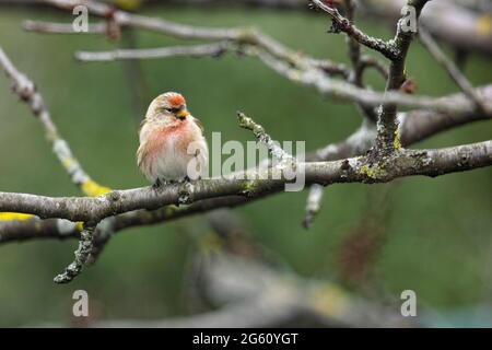 Frankreich, Bas Rhin, Obernai, Sizerin flammé oder Sizerin Cabaret (Acanthis flammea, Synonym: Carduelis flammea) in einem Kirschbaum Stockfoto