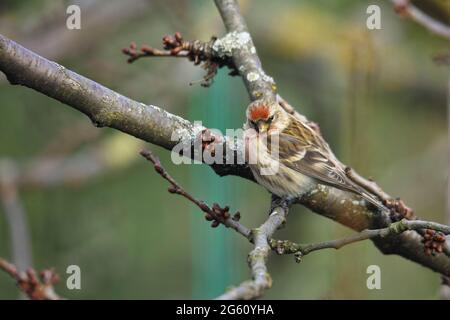 Frankreich, Bas Rhin, Obernai, Sizerin flammé oder Sizerin Cabaret (Acanthis flammea, Synonym: Carduelis flammea) in einem Kirschbaum Stockfoto