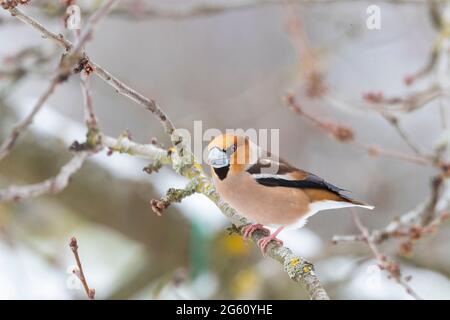 Frankreich, Bas Rhin, Obernai, Gros bec casse noyaux (Coccothraustes coccothraustes), erwachsenes Männchen, das im Winter mit Schnee in einem Kirschbaum posiert Stockfoto