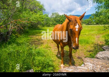 Kastanienpferd auf einer Wiese. Stockfoto