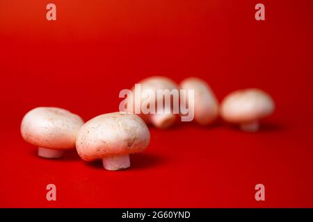 Weiße Pilzpilze Pilze auf rotem Hintergrund Stockfoto
