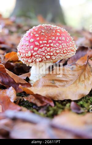 Fliegen Sie agarisch. Schöner herbstlicher roter Pilz zwischen braunen Blättern. Stockfoto