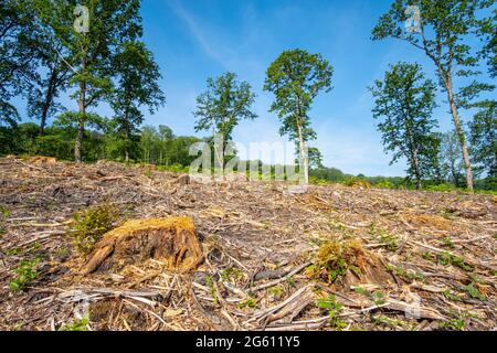 Frankreich, Val d'Oise, Montmorency Forest, Schnittkastanienbäume, Tod der Tintenkrankheit, Grundstück 73 Stockfoto