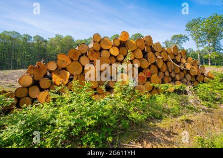 Frankreich, Val d'Oise, Montmorency Forest, Schnittkastanienbäume, Tod der Tintenkrankheit, Grundstück 73 Stockfoto