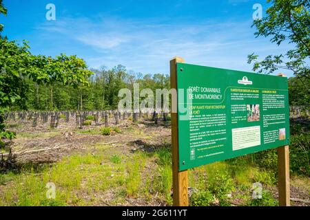 Frankreich, Val d'Oise, Montmorency Forest, erklärendes Zeichen der Folgen der Tintenkrankheit, vor einem Grundstück junger Eichenpflanzen Stockfoto
