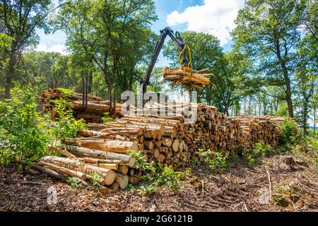 Frankreich, Val d'Oise, Montmorency Forest, Laden von geschnittenen Kastanienstämmen, nach der Tintenkrankheit Stockfoto
