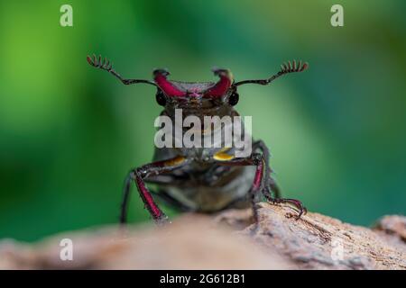 Vorderansicht des männlichen europäischen Hirschkäfer (Lucanus cervus) auf rotem Stein isoliert auf verschwommenem grünem Hintergrund. Makrofotografie im Freien Stockfoto