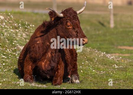 Frankreich, Somme (80), Baie de Somme, Cayeux-sur-mer, Ault, Le Hâble d'Ault, Salers Kuh Stockfoto