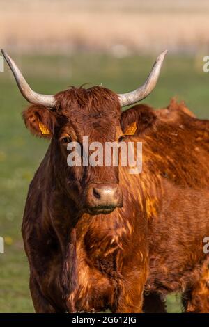 Frankreich, Somme (80), Baie de Somme, Cayeux-sur-mer, Ault, Le Hâble d'Ault, Salers Kuh Stockfoto