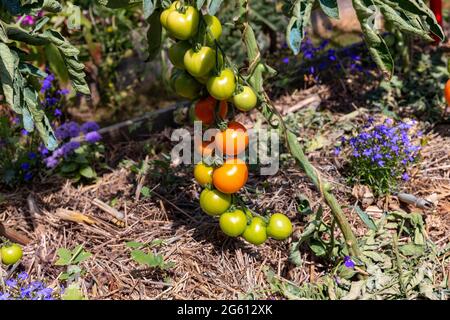 Frankreich, Ille et Vilaine, Corps Nuds, La Lande aux Pitois, Rocambole-Gärten, künstlerische Gemüse- und botanische Gärten im ökologischen Landbau, EIN Treffen zwischen Kunst und Natur, Anbau von Tomaten sp. Stockfoto