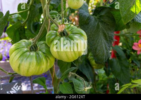 Frankreich, Ille et Vilaine, Corps Nuds, La Lande aux Pitois, Rocambole-Gärten, künstlerische Gemüse- und botanische Gärten im ökologischen Landbau, EIN Treffen zwischen Kunst und Natur, Anbau von Tomaten sp. Stockfoto