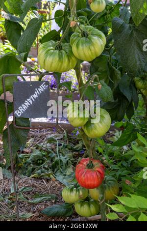 Frankreich, Ille et Vilaine, Corps Nuds, La Lande aux Pitois, Rocambole-Gärten, künstlerische Gemüse- und botanische Gärten im ökologischen Landbau, EIN Treffen zwischen Kunst und Natur, Anbau von Tomaten sp. Stockfoto