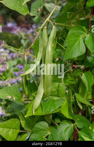 Frankreich, Ille et Vilaine, Corps Nuds, La Lande aux Pitois, Les jardins Rocambole, künstlerische Gemüse- und botanische Gärten im ökologischen Landbau, EIN Treffen zwischen Kunst und Natur, kriechende Bohnen Stockfoto