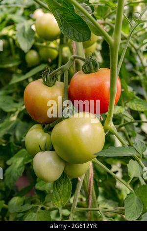 Frankreich, Ille et Vilaine, Corps Nuds, La Lande aux Pitois, Rocambole-Gärten, künstlerische Gemüse- und botanische Gärten im ökologischen Landbau, EIN Treffen zwischen Kunst und Natur, Anbau von Tomaten sp. Stockfoto