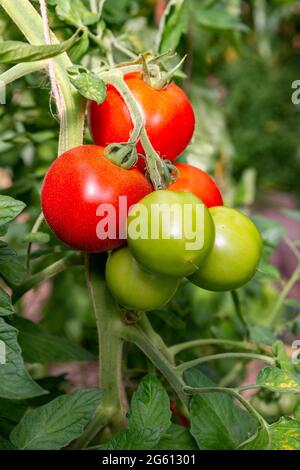 Frankreich, Ille et Vilaine, Corps Nuds, La Lande aux Pitois, Rocambole-Gärten, künstlerische Gemüse- und botanische Gärten im ökologischen Landbau, EIN Treffen zwischen Kunst und Natur, Anbau von Tomaten sp. Stockfoto