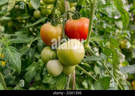 Frankreich, Ille et Vilaine, Corps Nuds, La Lande aux Pitois, Rocambole-Gärten, künstlerische Gemüse- und botanische Gärten im ökologischen Landbau, EIN Treffen zwischen Kunst und Natur, Anbau von Tomaten sp. Stockfoto