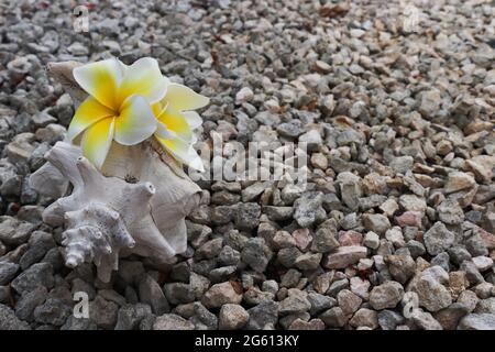 Gartenweg aus Kieselstein mit Muschel und tropischen Blumen darauf. Stockfoto