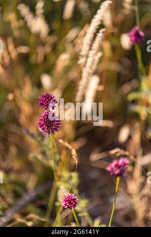 Frankreich, Alpes de Haute Provence, Land von Forcalquier, Saint Etienne-les-Orgues, Lure Mountain, Knoblauch mit rundem Kopf (Allium sphaerocephalon) Stockfoto