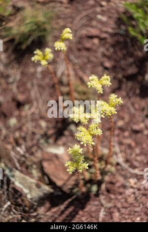 Frankreich, Alpes maritimes, Mercantour-Gebirge, Var-Hochtal, Guillaumes, Daluis Gorges Nature Reserve, Lutite, blasser Steinbrocken (Sedum sediforme) Stockfoto