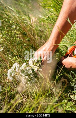 Frankreich, Alpes de Haute Provence, Castellane, Weiler Brans, pflücken wilde Singles mit Christine BLANC GALLEANO, Origano oder wildem Majoran (Origanum vulgare) Stockfoto