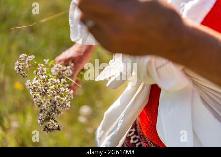 Frankreich, Alpes de Haute Provence, Castellane, Weiler Brans, pflücken wilde Singles mit Christine BLANC GALLEANO, Origano oder wildem Majoran (Origanum vulgare) Stockfoto