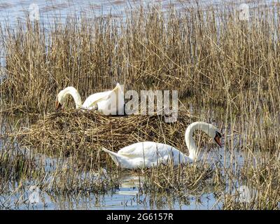 Schwäne bauen ein Nest im Schilf, bereit für die Zucht Stockfoto