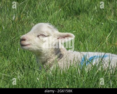 Süßes Lamm, das die Frühlingssonne genießt Stockfoto