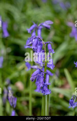 Wunderschöne, lebhafte Bluebells in der Frühlingssonne Stockfoto