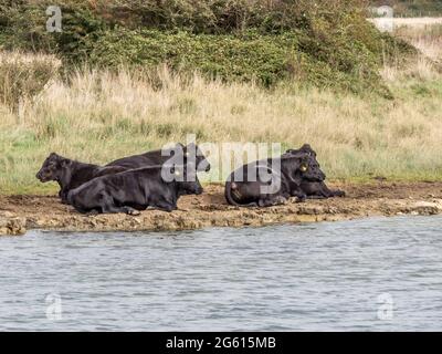 Schwarze Kühe ruhen am Flussufer Stockfoto