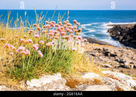 Sea Thrift Blumen oder Armeria maritima wächst in exponierter Lage an der Küste von Northumberland, Großbritannien Stockfoto