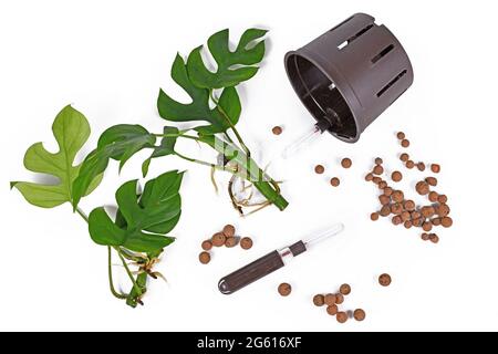 Werkzeuge für die Haltung von Zimmerpflanzen in passiven Hydroponiksystemen ohne Boden mit Wasserstandsanzeige, Blähton-leca-Kugelpellets, wurzelnde Pflanze Cu Stockfoto