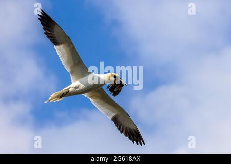 Tölpel - wunderbare Seevögel RSPB Bempton Cliffs East Yorkshire Stockfoto