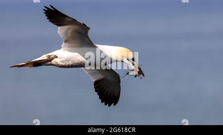 Tölpel - wunderbare Seevögel RSPB Bempton Cliffs East Yorkshire Stockfoto