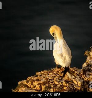 Tölpel - wunderbare Seevögel RSPB Bempton Cliffs East Yorkshire Stockfoto