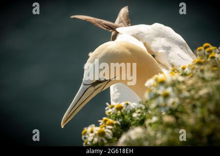 Tölpel - wunderbare Seevögel RSPB Bempton Cliffs East Yorkshire Stockfoto