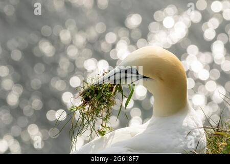 Tölpel - wunderbare Seevögel RSPB Bempton Cliffs East Yorkshire Stockfoto