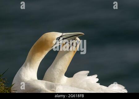 Tölpel - wunderbare Seevögel RSPB Bempton Cliffs East Yorkshire Stockfoto