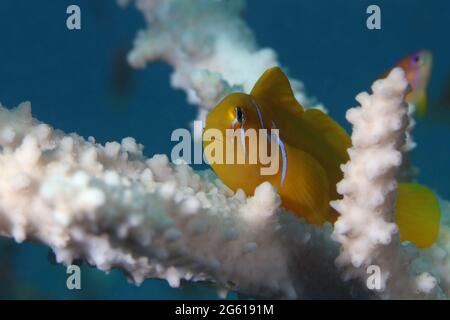 Gobiodon citrinus. Unterwasserwort des Roten Meeres. Das Foto wurde in Makadi Bay, Hurghada, Ägypten, aufgenommen Stockfoto