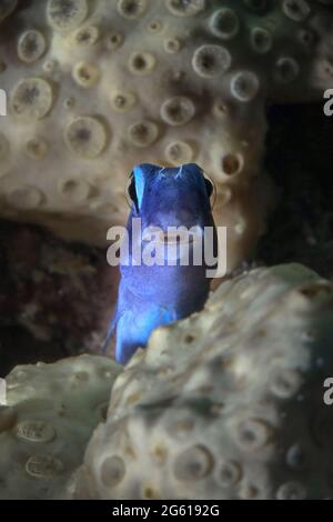 Rotes Meer imitiert Blenny (Ecsenius gravieri). Unterwasserwelt Korallenriff in der Nähe der Makadi Bay, Ägypten Stockfoto